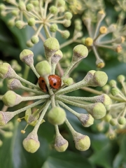 Coccinella septempunctata
