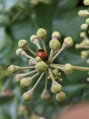 Coccinella septempunctata