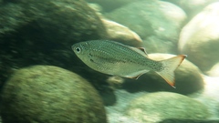 Kuhlia marginata