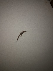 Christinus marmoratus