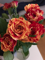 Rosa