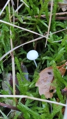 Hemimycena cucullata