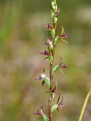Prasophyllum nitidum