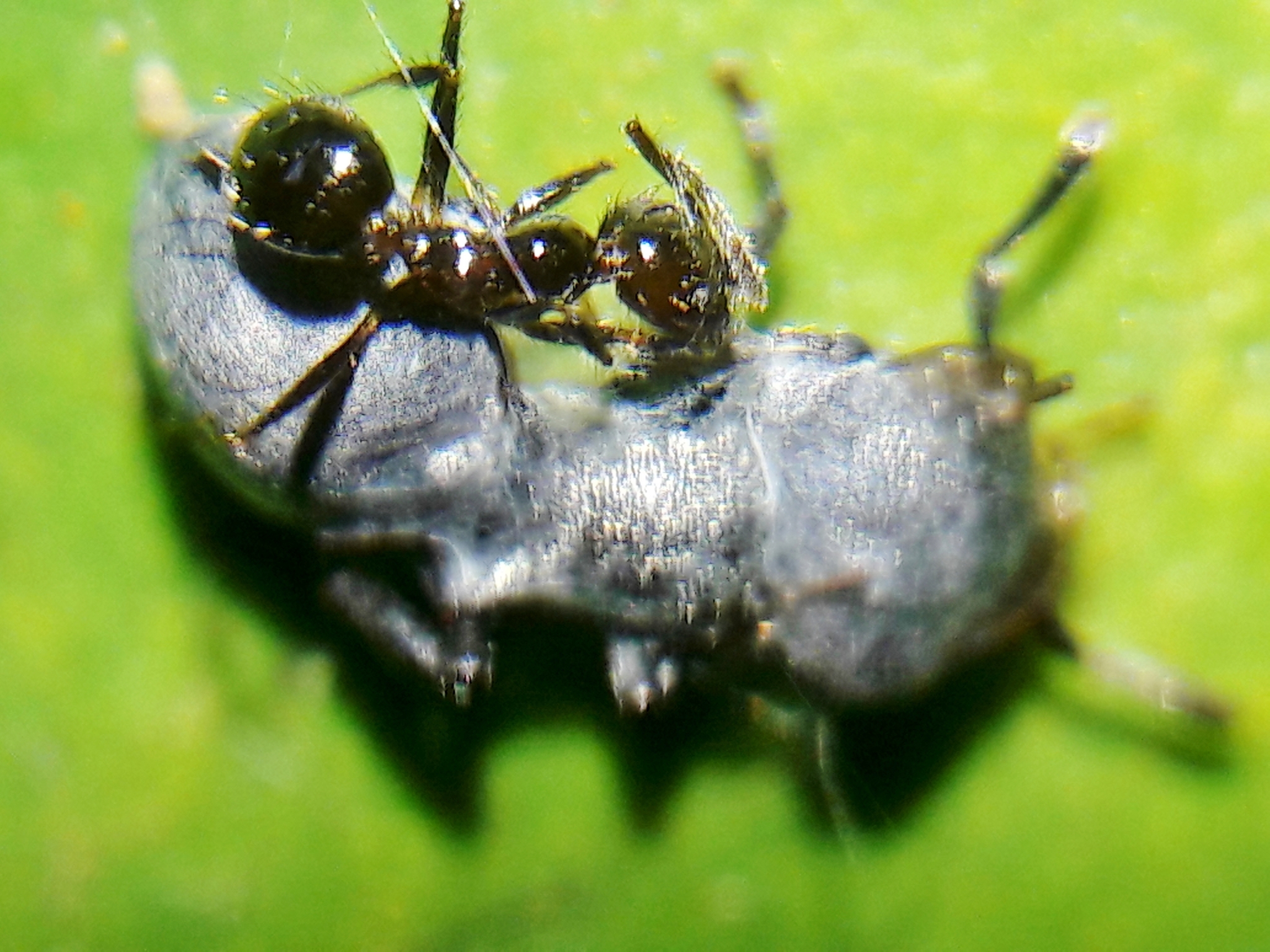 Cephalotes