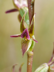 Prasophyllum nitidum