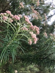 Ozothamnus ferrugineus