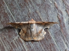 Fascellina chromataria