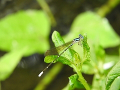 Argia rhoadsi