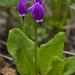 Northern Shooting Star - Photo (c) Denali National Park and Preserve, some rights reserved (CC BY)