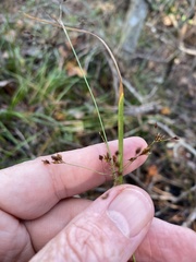 Rhynchospora miliacea