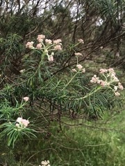Ozothamnus ferrugineus