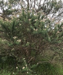 Ozothamnus ferrugineus