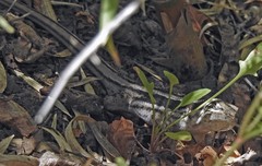 Liolaemus chiliensis