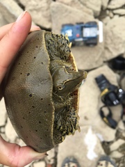 Apalone spinifera spinifera