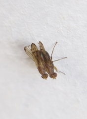 Opomyza florum