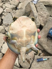 Apalone spinifera spinifera