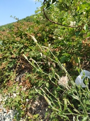 Tragopogon dasyrhynchus