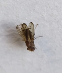 Opomyza florum
