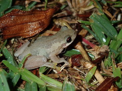 Litoria dentata