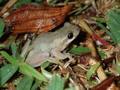 Litoria dentata