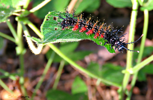 Red Cracker
