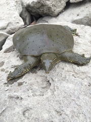 Apalone spinifera spinifera