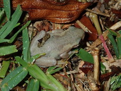 Litoria dentata