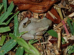 Litoria dentata