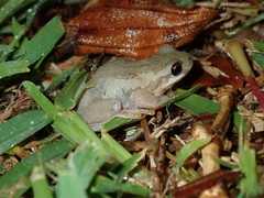 Litoria dentata