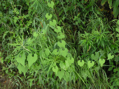 Schizopepon bryoniifolius