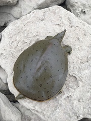 Apalone spinifera spinifera