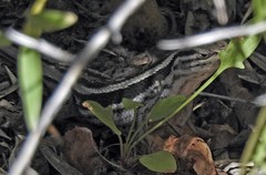 Liolaemus chiliensis