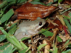 Litoria dentata