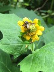 Paranthidium jugatorium