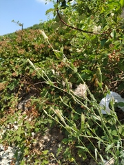 Tragopogon dasyrhynchus