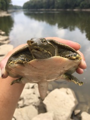 Apalone spinifera spinifera