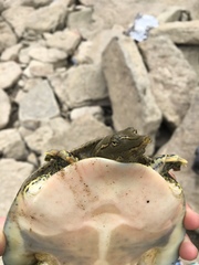 Apalone spinifera spinifera