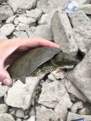 Apalone spinifera spinifera