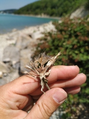 Tragopogon dasyrhynchus