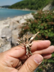 Tragopogon dasyrhynchus