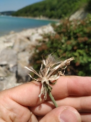 Tragopogon dasyrhynchus