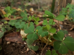 Oxalis corniculata