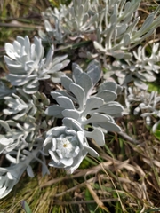 Senecio ostenii