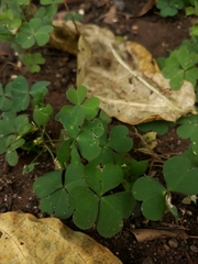 Oxalis corniculata