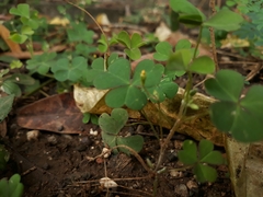 Oxalis corniculata