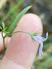 Lobelia canbyi