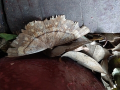 Chorodna ochreimacula