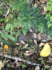 Nycticorax nycticorax