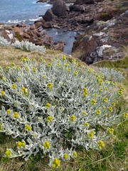 Senecio ostenii