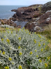 Senecio ostenii